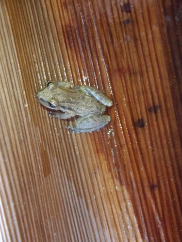 Scinax staufferi
