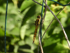 Orthetrum cancellatum