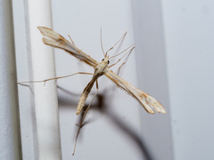 Gillmeria pallidactyla