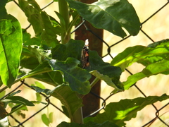 Vanessa atalanta