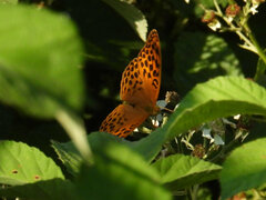 Argynnis paphia