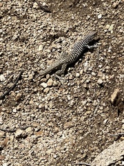 Aspidoscelis tesselatus