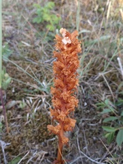 Orobanche picridis