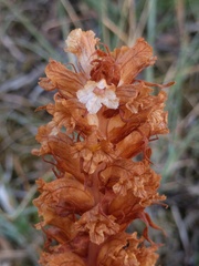 Orobanche picridis