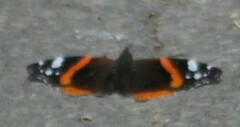 Vanessa atalanta