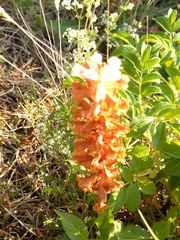 Orobanche picridis