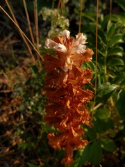 Orobanche picridis