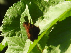 Aglais io