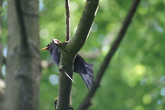 Turdus merula