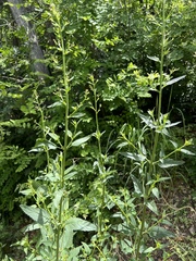 Scrophularia parviflora