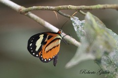 Hypothyris euclea laphria