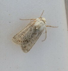 Agrotis ripae