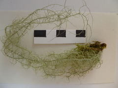 Usnea ceratina