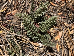 Pedicularis semibarbata charlestonensis