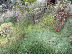 Deschampsia tenella