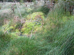 Deschampsia tenella