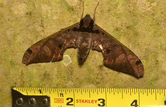 Adhemarius tigrina