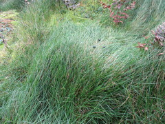 Deschampsia tenella