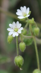 Stellaria cupaniana