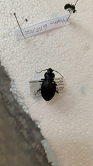 Carabus sylvosus