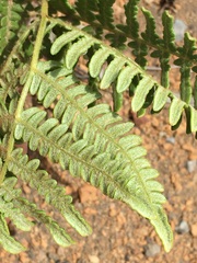 Pteridium aquilinum decompositum