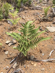 Pteridium aquilinum decompositum