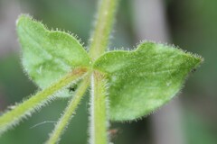 Stellaria cupaniana