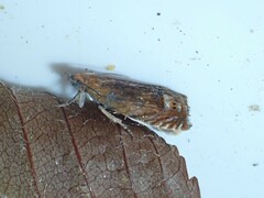 Lathronympha strigana