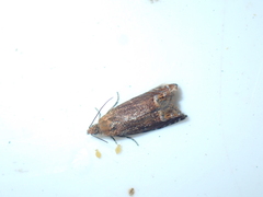 Lathronympha strigana