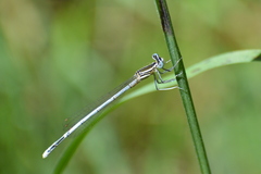 Platycnemis pennipes