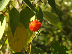 Ipomoea rubriflora