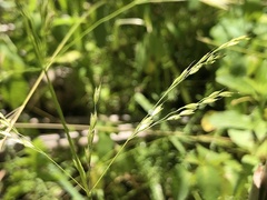 Sphenopholis pensylvanica