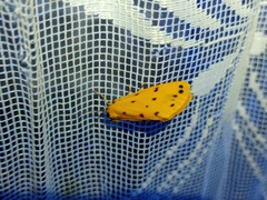 Setina aurita