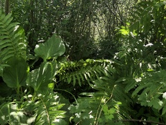 Sphenopholis pensylvanica