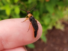 Phengodes plumosa