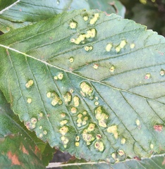 Eriophyes