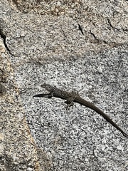 Aspidoscelis tesselatus