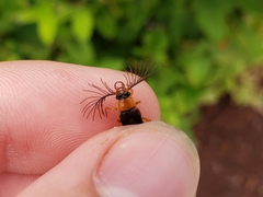 Phengodes plumosa