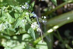 Platycnemis pennipes