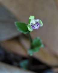 Triphora craigheadii