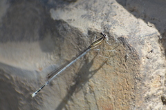 Platycnemis pennipes