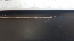 Deschampsia tenella