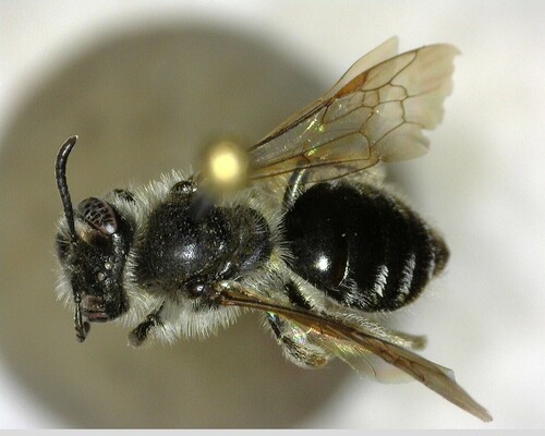 iNaturalist observation photo of Mining Bees