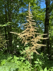 Astilbe biternata
