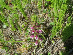 Pedicularis lanata
