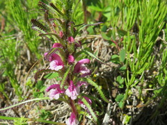 Pedicularis lanata