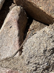 Aspidoscelis exsanguis