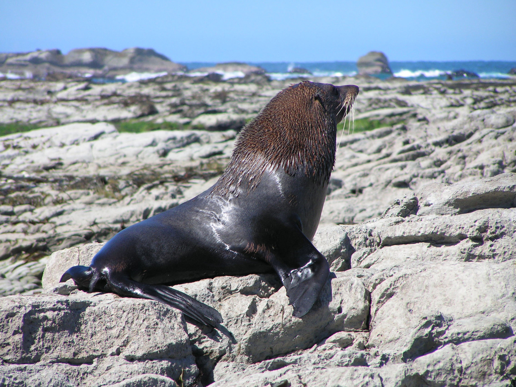 Long-nosed Fur Seal