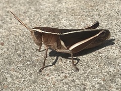 Paratylotropidia brunneri