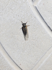 Platypedia putnami lutea